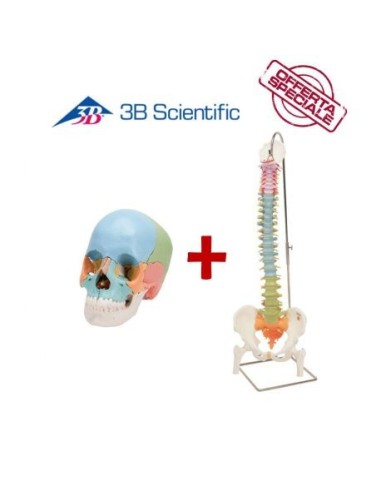 Offerta Ossa 3B Scientific: Cranio A291, Colonna colorata con tronchi dei femori A58/9