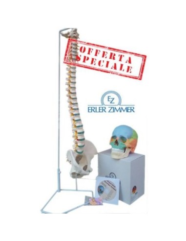 Oferta Cráneo de color descomponible en 22 piezas + Columna vertebral Erler Zimmer 4708+A250