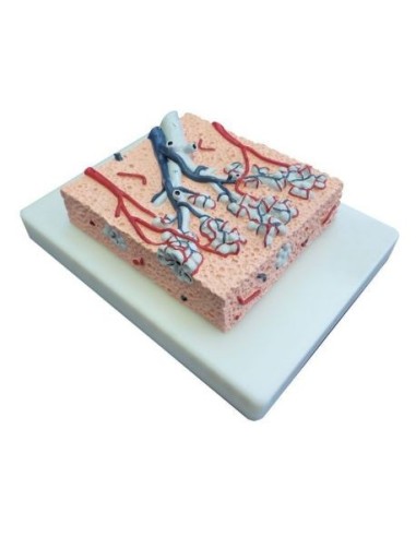 Anatomical model of Erler Zimmer Lung Lobule, magnified 20 times G420