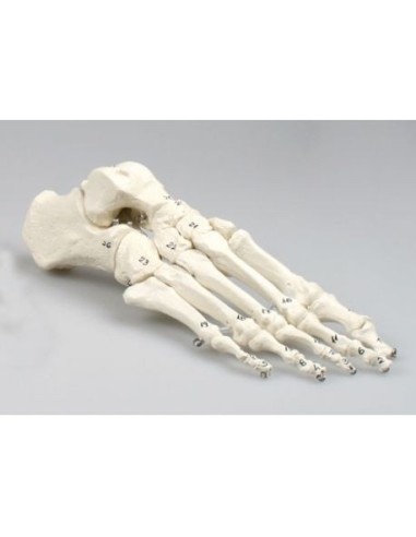 Erler Zimmer, anatomisches Modell des Fußskeletts, mit Knochennummerierung 6051