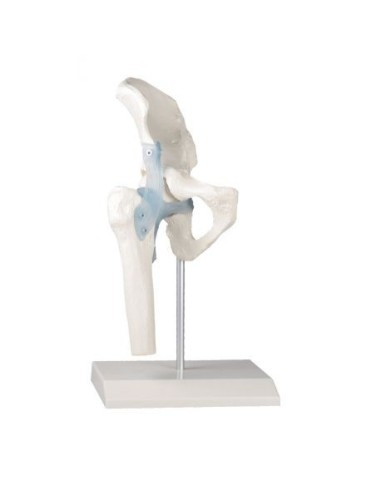 Erler Zimmer, functional anatomical model of hip joint, with ligaments, on stand 4553