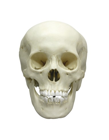 Luxury anatomical model of classic skull of teenage woman EZ 4721