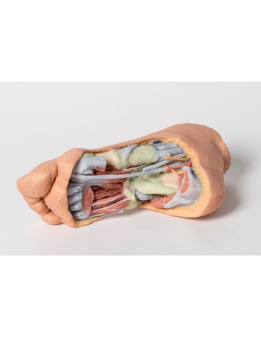 Tiefe plantare Strukturen des Fußes - Erler Zimmer 3D-Anatomie Serie MP1940