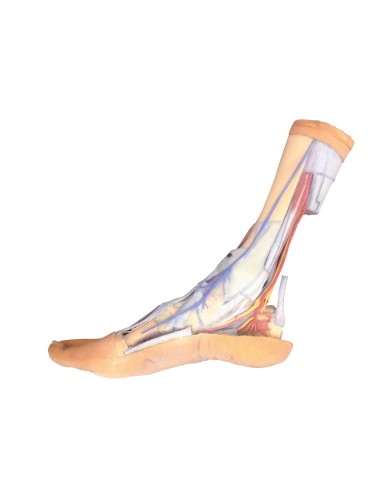 Superficial and deep structures of the leg and foot - Erler Zimmer 3D anatomy Series MP1930