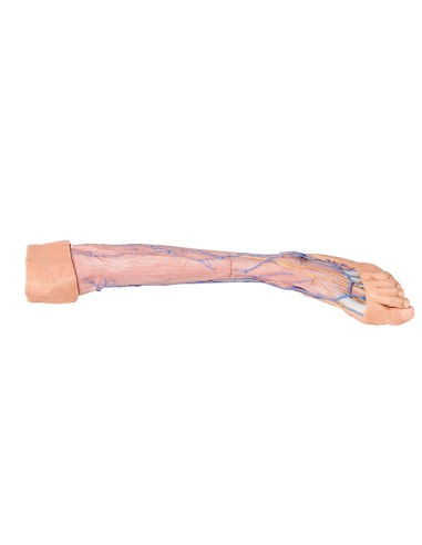 Superficial veins of the lower limb - Erler Zimmer 3D anatomy Series MP1815