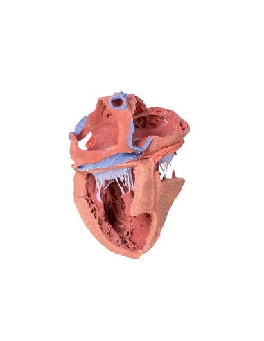 Strutture interne del cuore  - Erler Zimmer 3D anatomy Series MP1715