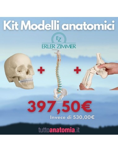 Kit Cranio bianco 22 parti + Colonna vertebrale + Piede a montaggio elastico