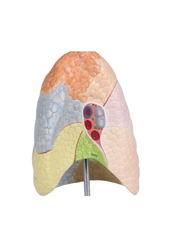 Erler Zimmer, modello anatomico didattico di sistema respiratorio G474