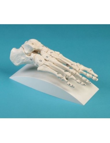 Erler Zimmer, anatomical model of foot skeletal articulation, with bone numbering, on stand 6051S