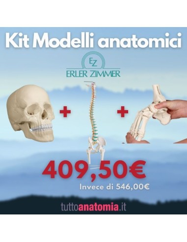 22-part white skull kit + Spinal column with femur trunks + Elastic-mounted foot