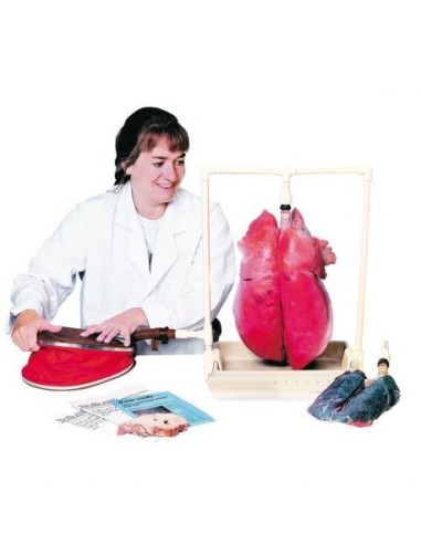 Erler Zimmer, anatomical didactic functional model of lungs R10060