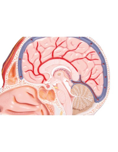 Half of the head in full-size sagittal section Erler Zimmer C314