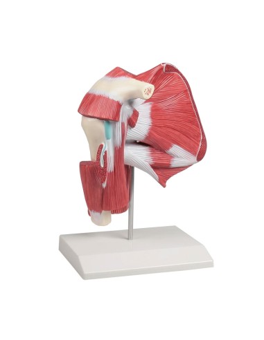 Shoulder joint with deep muscles Erler Zimmer 4569