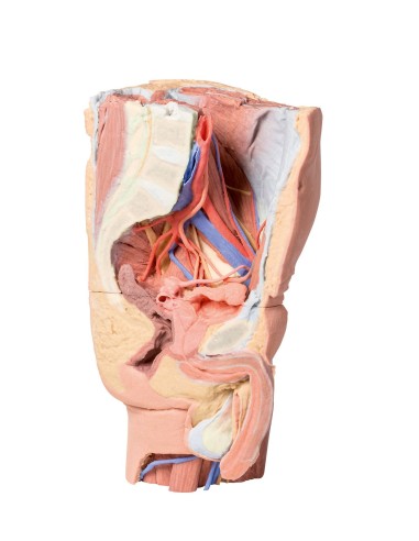 Pelvi sinistra maschile e coscia prossimale - Erler Zimmer 3D anatomy Series MP1765