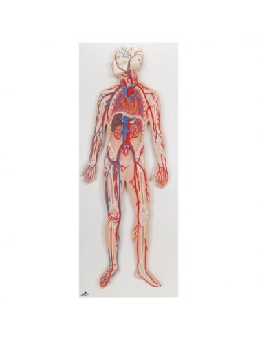 3B Scientific, poster medicina in rilievo. La circolazione sanguigna G30