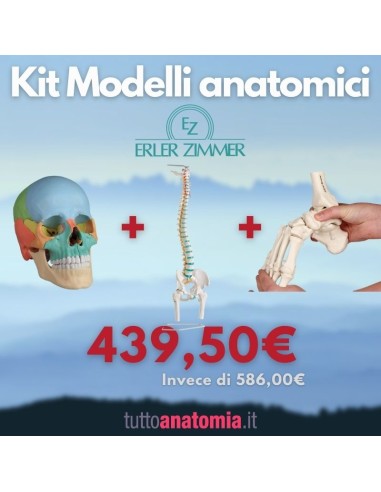 Kit Cranio colorato 22 parti + Colonna vertebrale con tronchi dei femori + Piede a montaggio elastico