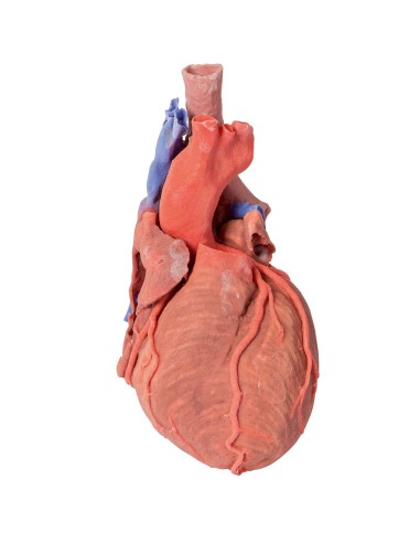 Heart and distal trachea, carina, and primary bronchi - Erler Zimmer 3D anatomy Series MP1710