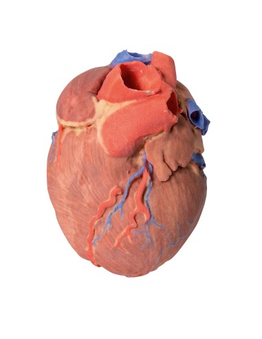 Cuore completo  - Erler Zimmer 3D anatomy Series MP1700