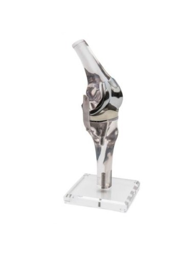 Erler ZImmer, Anatomical teaching model of knee joint with endoprosthesis 4449