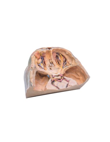 Orbita Superiore - Erler Zimmer 3D anatomy Series MP1675