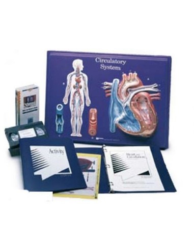 3B Scientific, teaching set: Circulatory system W40206