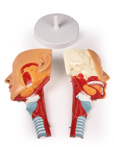 Anatomical model of head with throat and larynx Erler Zimmer C133