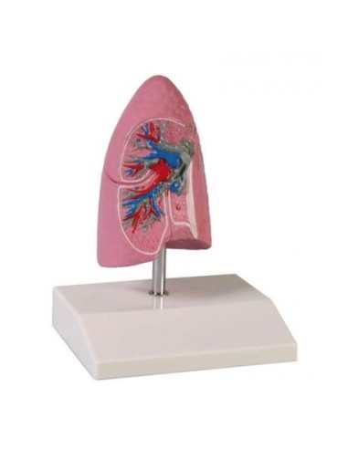 Erler Zimmer, educational anatomical model of lung in halved scale G252