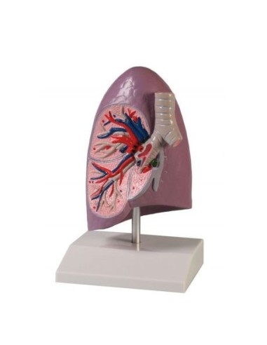 Erler Zimmer, anatomical teaching model of lung G253