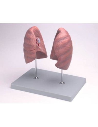 Erler Zimmer, teaching anatomical model of lungs, right and left