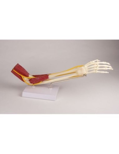 Erler Zimmer, functional anatomical model of elbow joint, with musculature