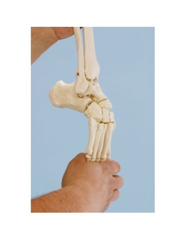 Erler Zimmer, functional anatomical model of foot skeletal joint, with tibia and fibula trunks 6056