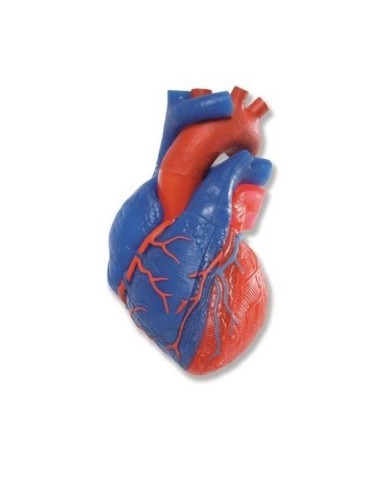 Anatomical model of heart, decomposable into 5 parts, 3B Scientific G01/1