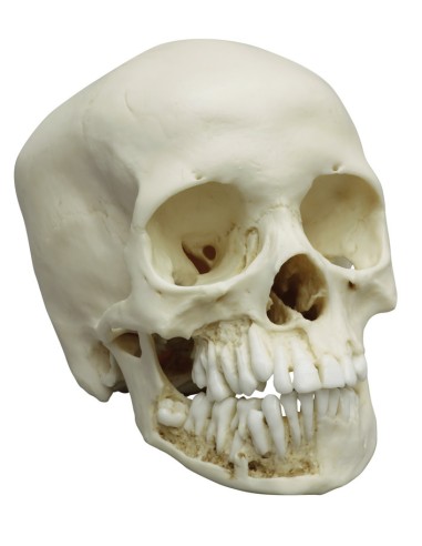 Anatomical model of 12-year-old child's skull Erler Zimmer 4725