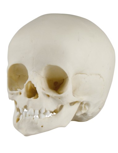 14-month-old baby skull Erler Zimmer 4777