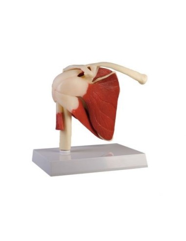 Erler Zimmer, anatomical model of shoulder joint with ligaments and muscles 4661