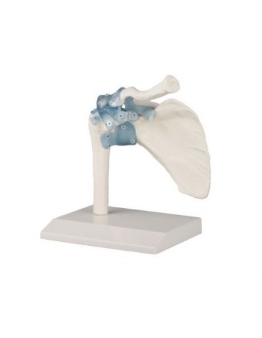 Erler Zimmer, functional anatomical model of shoulder joint, with ligaments, on stand 4550