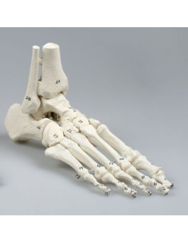 Anatomical model of foot skeletal joint, with tibia and fibula trunks, numbered 6057