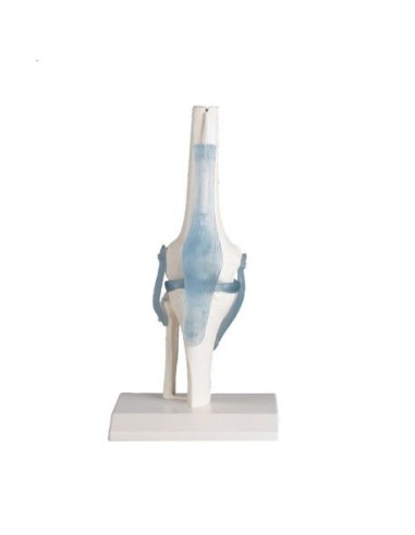 Erler Zimmer, functional anatomical model of knee joint, with ligaments, on stand 4552