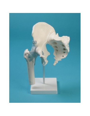 Erler Zimmer, functional model of hip joint, with ligaments, sacrum and coccyx, on stand 4554