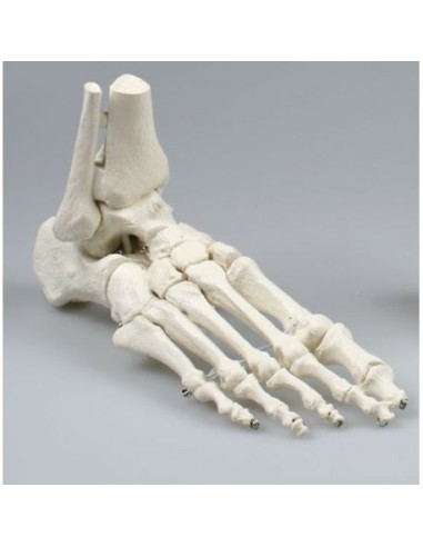 Erler Zimmer, anatomical model of foot skeletal joint, with tibia and fibula trunks 6053