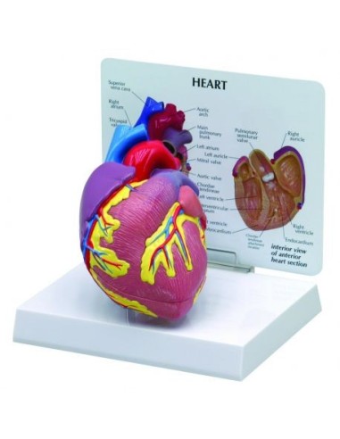 Educational heart model decomposable into 2 parts 3B Scientific 1019529