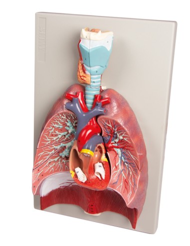 Erler Zimmer, modello anatomico di polmoni, cuore e laringe in 7 parti G115