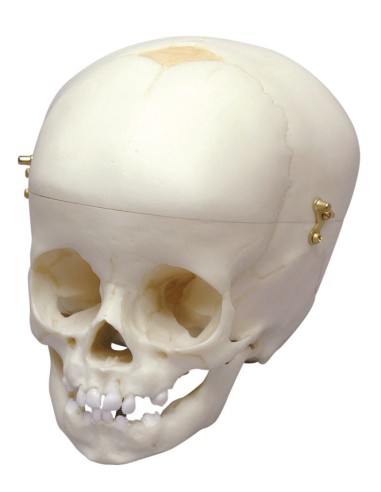 12-month-old baby skull Erler Zimmer 4770