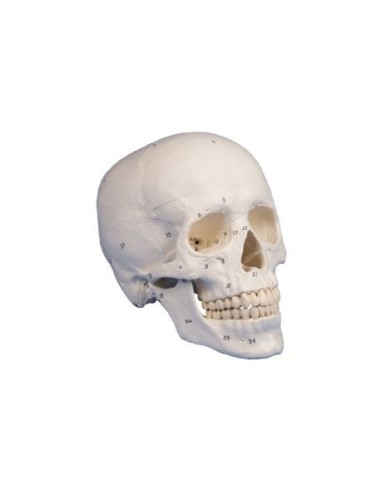 Erler Zimmer, classical skull model, with bone numbering, decomposable into 3 parts 4505