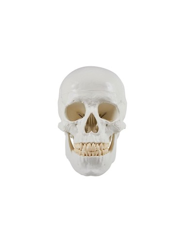 Erler Zimmer, Skull, classic model, decomposable into 3 parts 4500