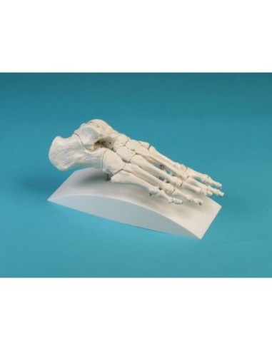 Erler Zimmer, anatomical model of foot skeletal joint, on stand 6050S