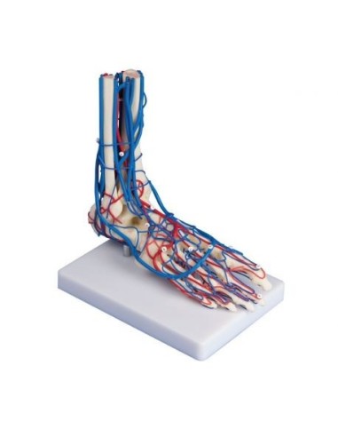 Erler Zimmer, anatomical model of foot skeleton with circulatory system 6082