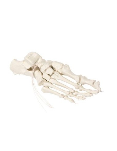 Erler Zimmer, anatomical model of foot skeleton mounted on nylon 6061