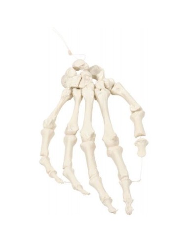 Erler Zimmer, anatomisches Modell des Handskeletts, montiert auf Nylon 6004