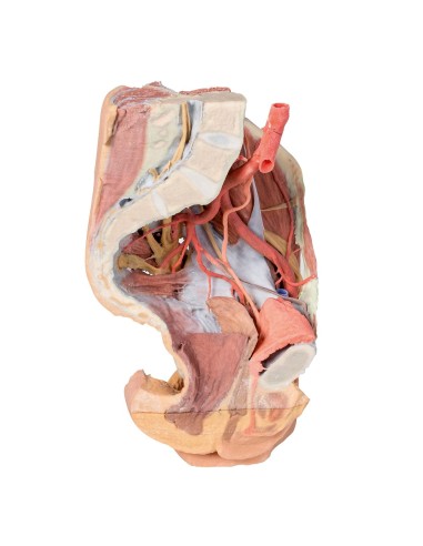 Bassin gauche et cuisse proximale de la femme - Erler Zimmer 3D anatomy Series MP1780